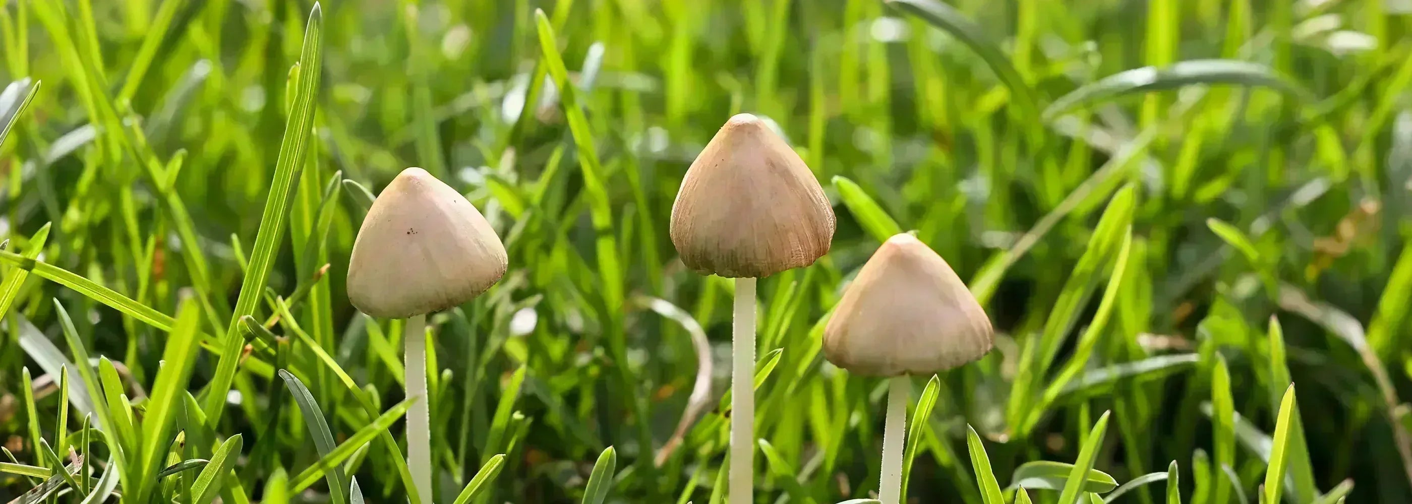 Hutpilze im Rasen - Was tun, wenn pltzlich Fruchtkrper sichtbar werd   SUPERGREEN
