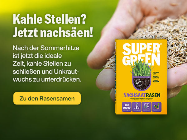 Kahle Stellen? Jetzt Rasen nachsäen!