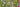 Rasen oder Blumenwiese? Welcher Rasen passt zu mir?