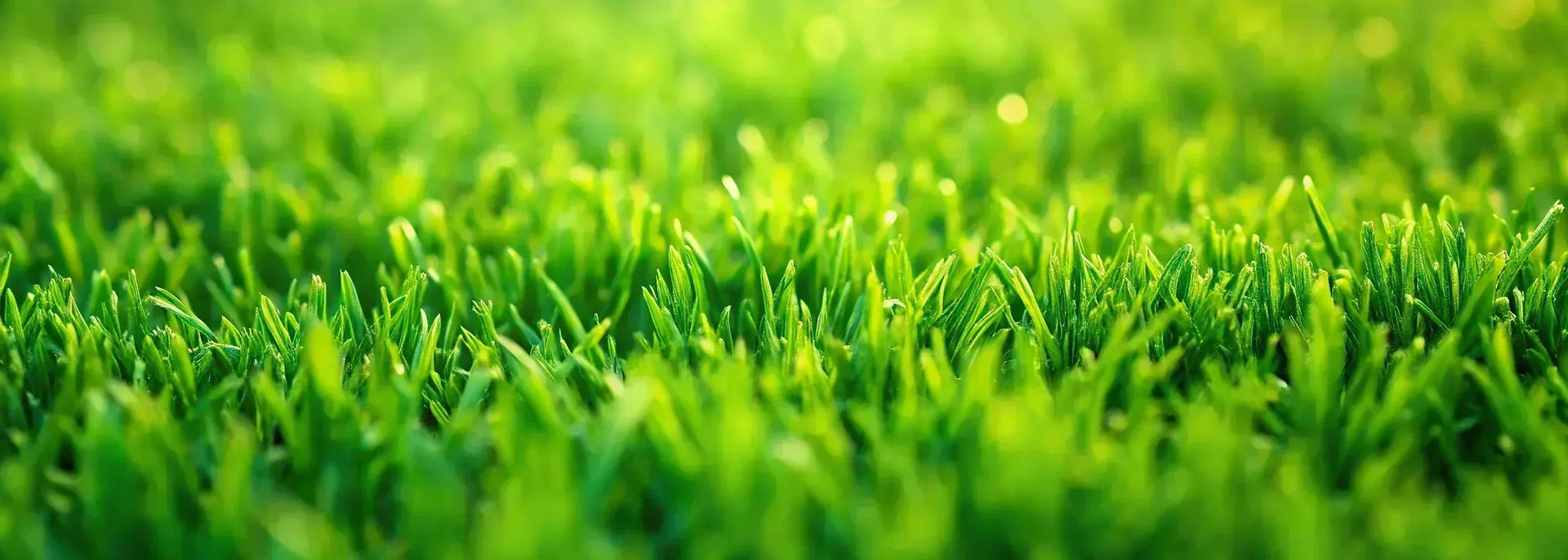Regel-Saatgut-Mischungen (RSM) - Warum Qualitt beim Saatgut den Unter   SUPERGREEN