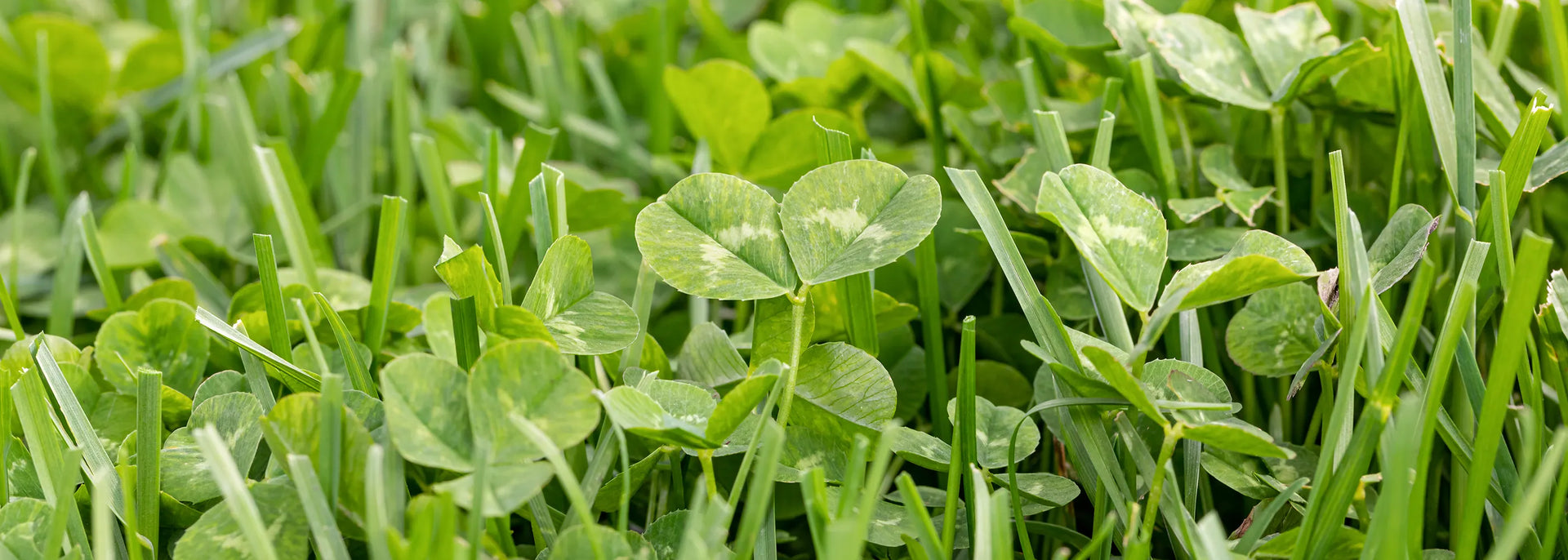 Klee im Rasen loswerden - Tipps fr einen gleichmig grnen Rasen   SUPERGREEN