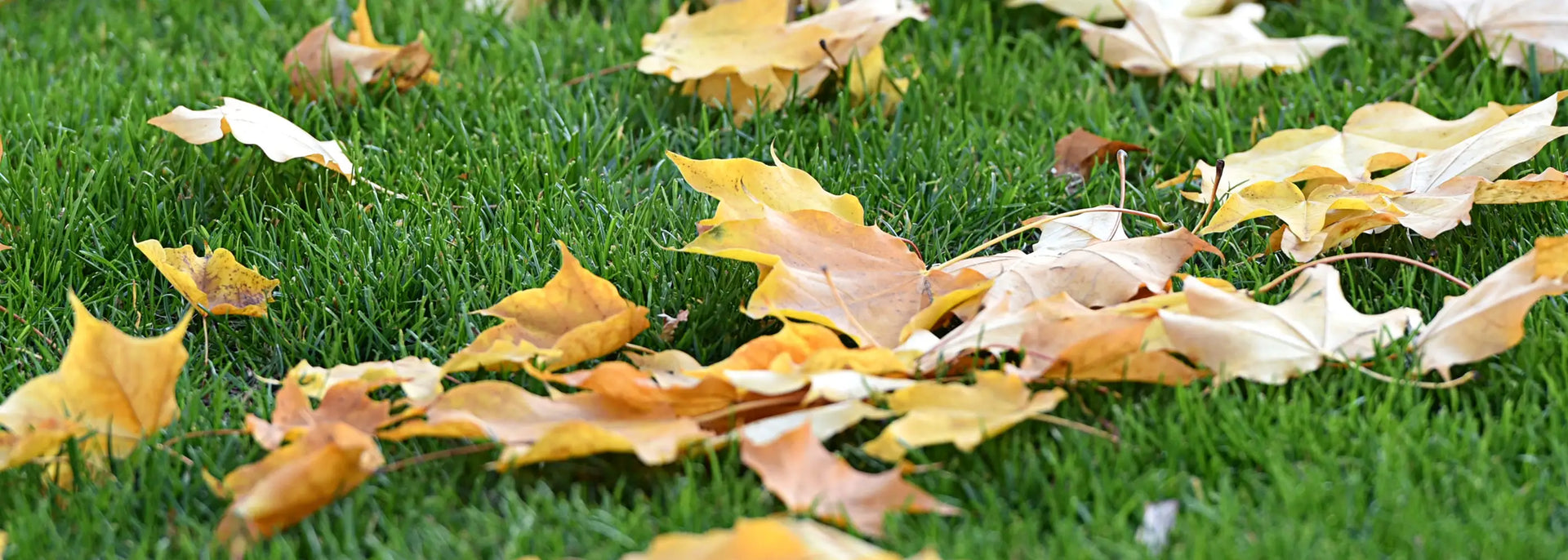 Laub auf dem Rasen - Schutz oder Gefahr? Das musst du wissen!  SUPERGREEN