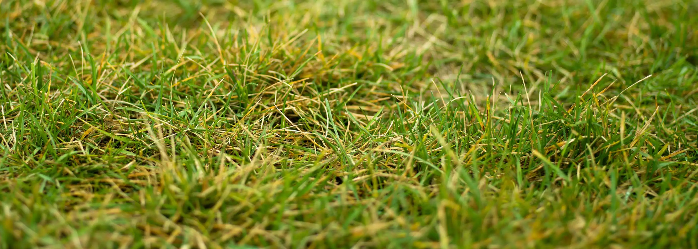 Rasenpflege im März: Start in die neue Gartensaison – SUPERGREEN