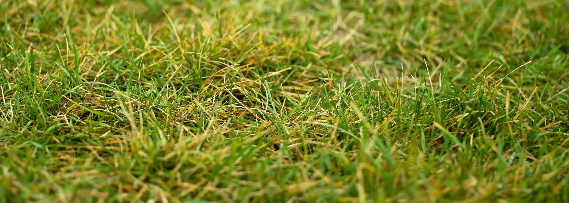 düngen von lavendel Purgrün Lavendel-Dünger 1 Liter main image 1